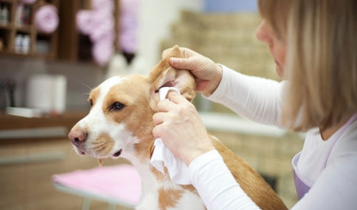 Should Dog’s Ear Hair Be Plucked? To Pluck or Not To Pluck!