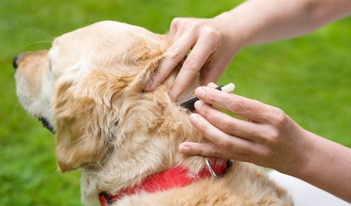 Protecting Your Canine from Tick-Borne Lyme Disease