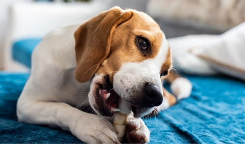 Should Your Dog Chew Popular Rawhide Products?