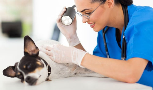 Contagious Pet Skin Conditions: What You Need to Know