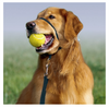 Petsafe Gentle Leader Quick Release Green Apple Headcollar for Dogs