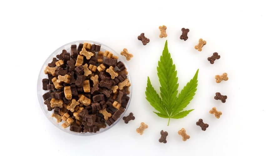16 Ways CBD Can Help Your Cat and Dog
