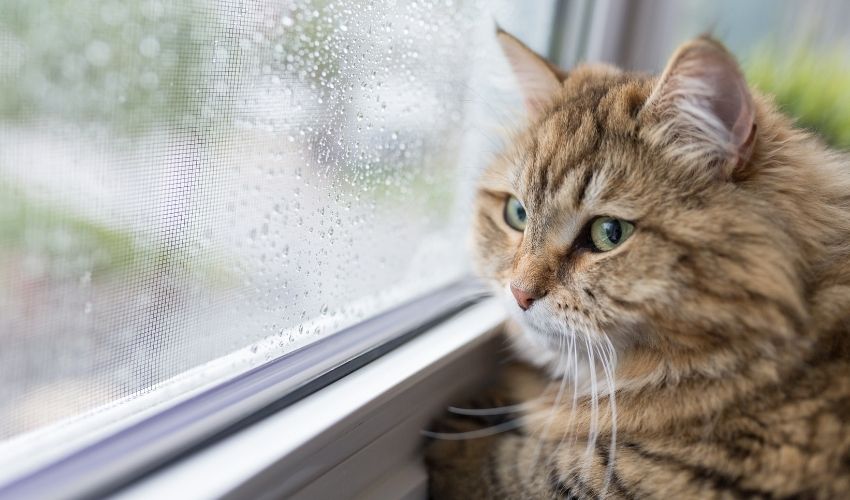 5 Healing Ways to Survive Pet Loss