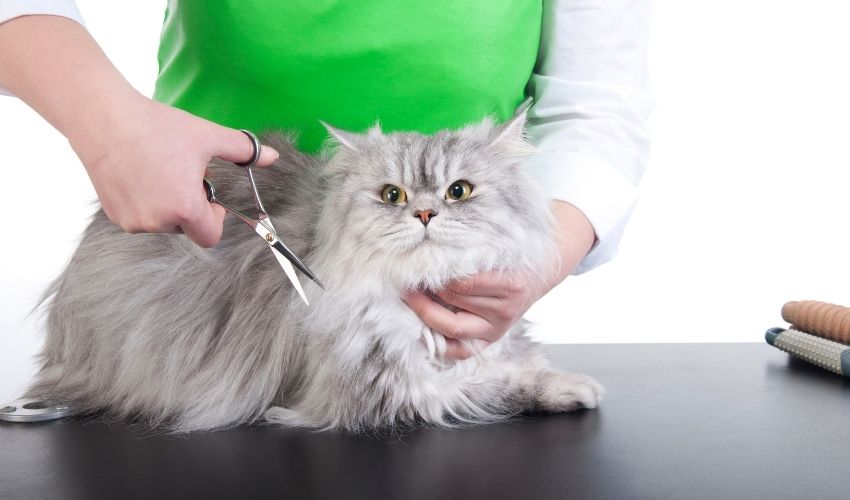 5 Reasons to Have Your Pet Professionally Groomed