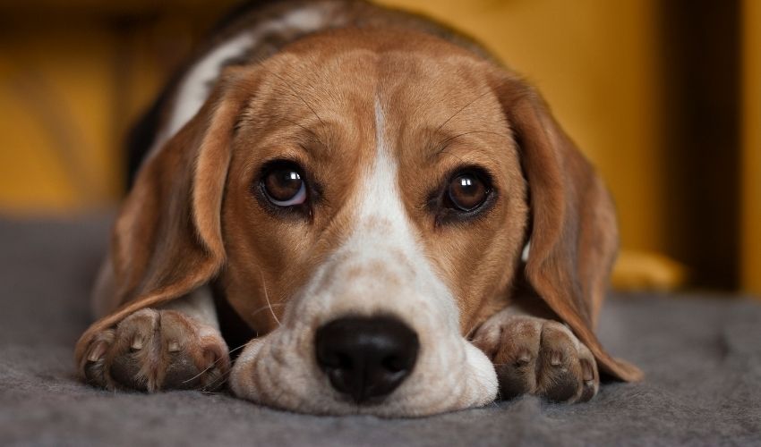Back-to-School Can Mean Pet Anxiety!