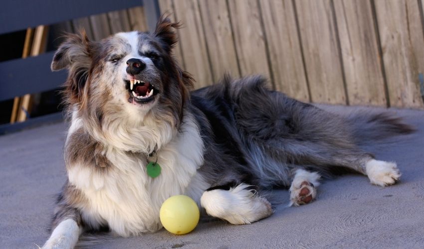 Detecting Allergies in Dogs