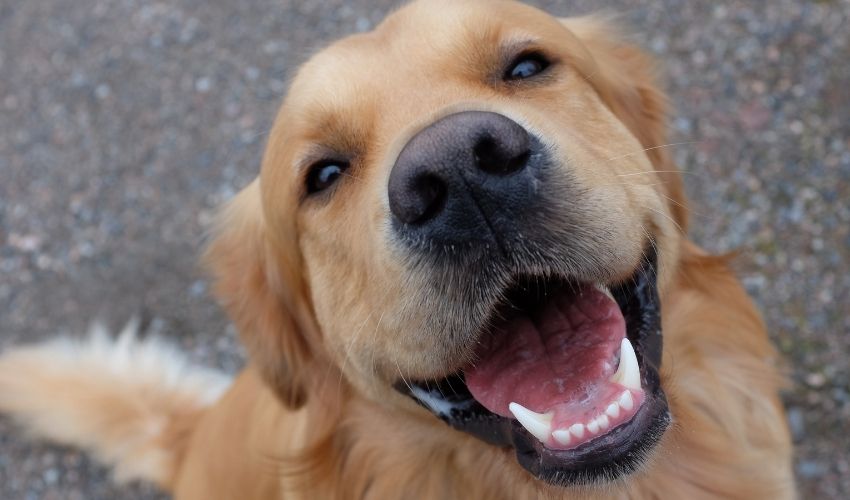 Did You Know First Aid Could Save Your Pet’s Life?