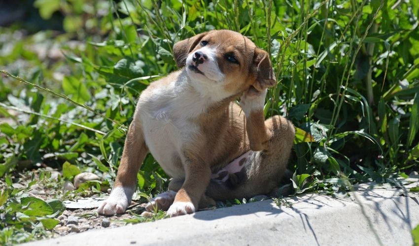 Do You HAVE to Use Toxic Chemicals to Protect Your Pet from Ticks and Fleas?