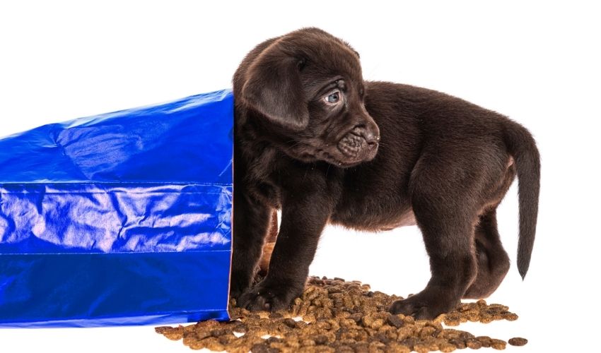 Dog Food Labels Understanding What They Really Mean