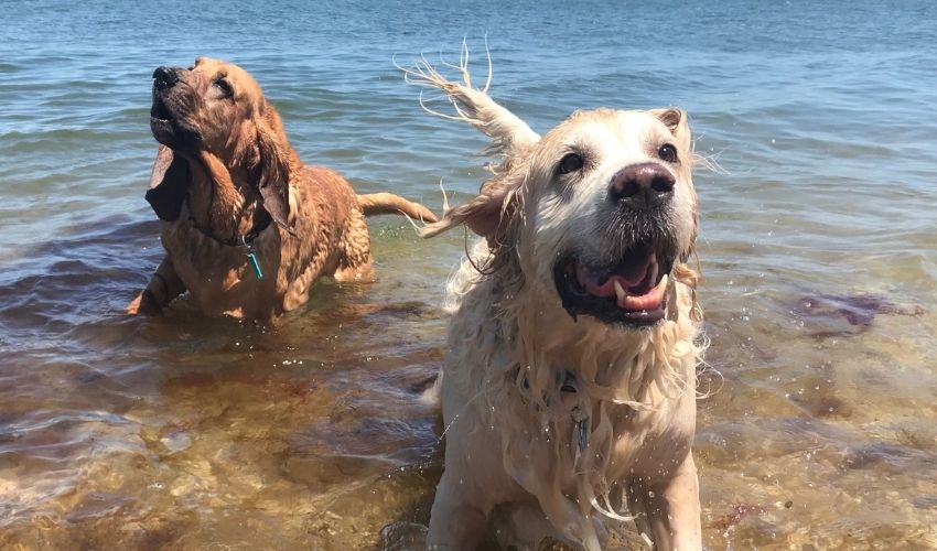 Dry Drowning: Could it Happen to Your Dog?