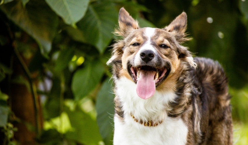 Fresh Air & Fur Care: Grooming and Outdoor Tips for May