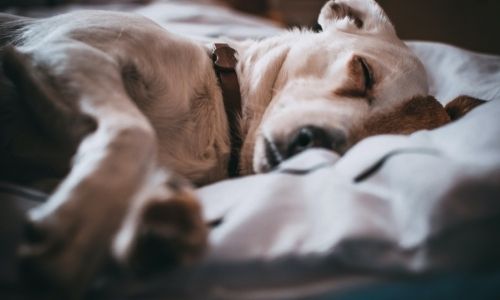How to Housetrain an Adult Dog