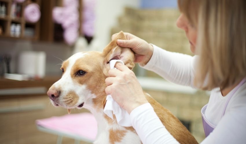 Should Dog’s Ear Hair Be Plucked? To Pluck or Not To Pluck!