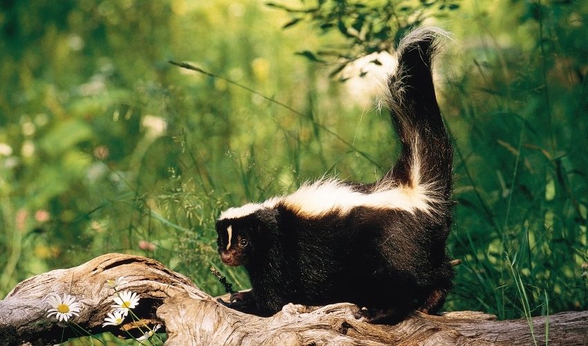 SKUNKS ARE A SMELLY BUSINESS!