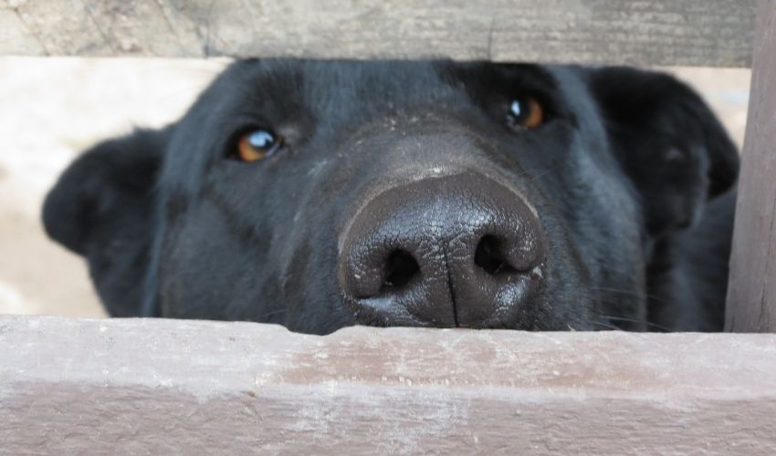 YES, Your Nosy Dog Can Suffocate in an Empty Chip Bag!